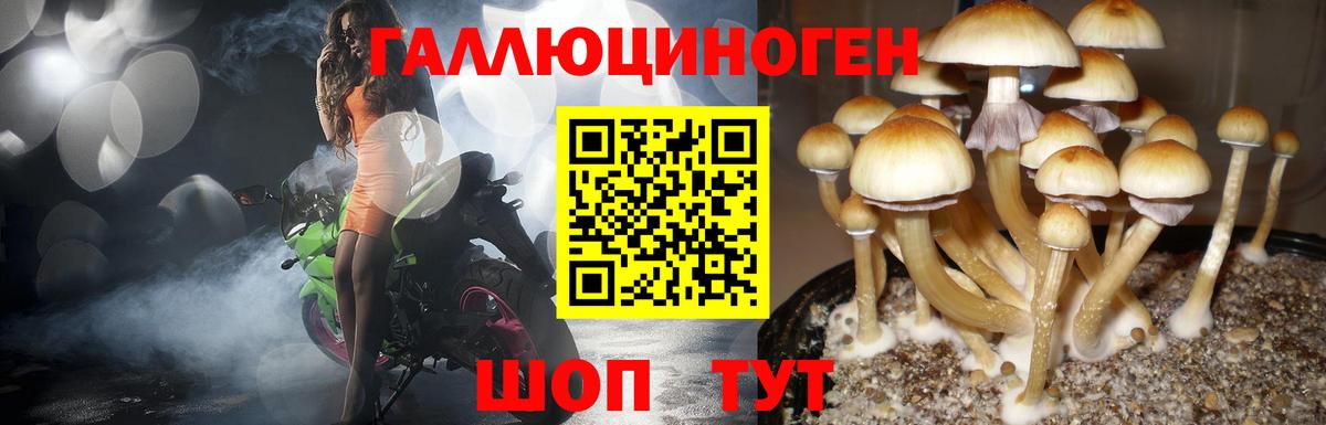 Галлюциногенные грибы Psilocybe Щёлково
